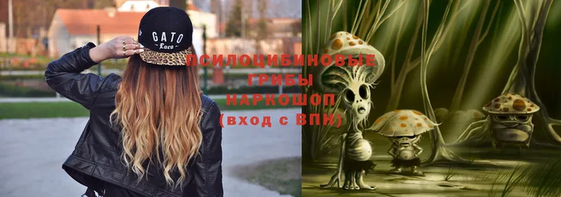 Галлюциногенные грибы Psilocybe  Курган 